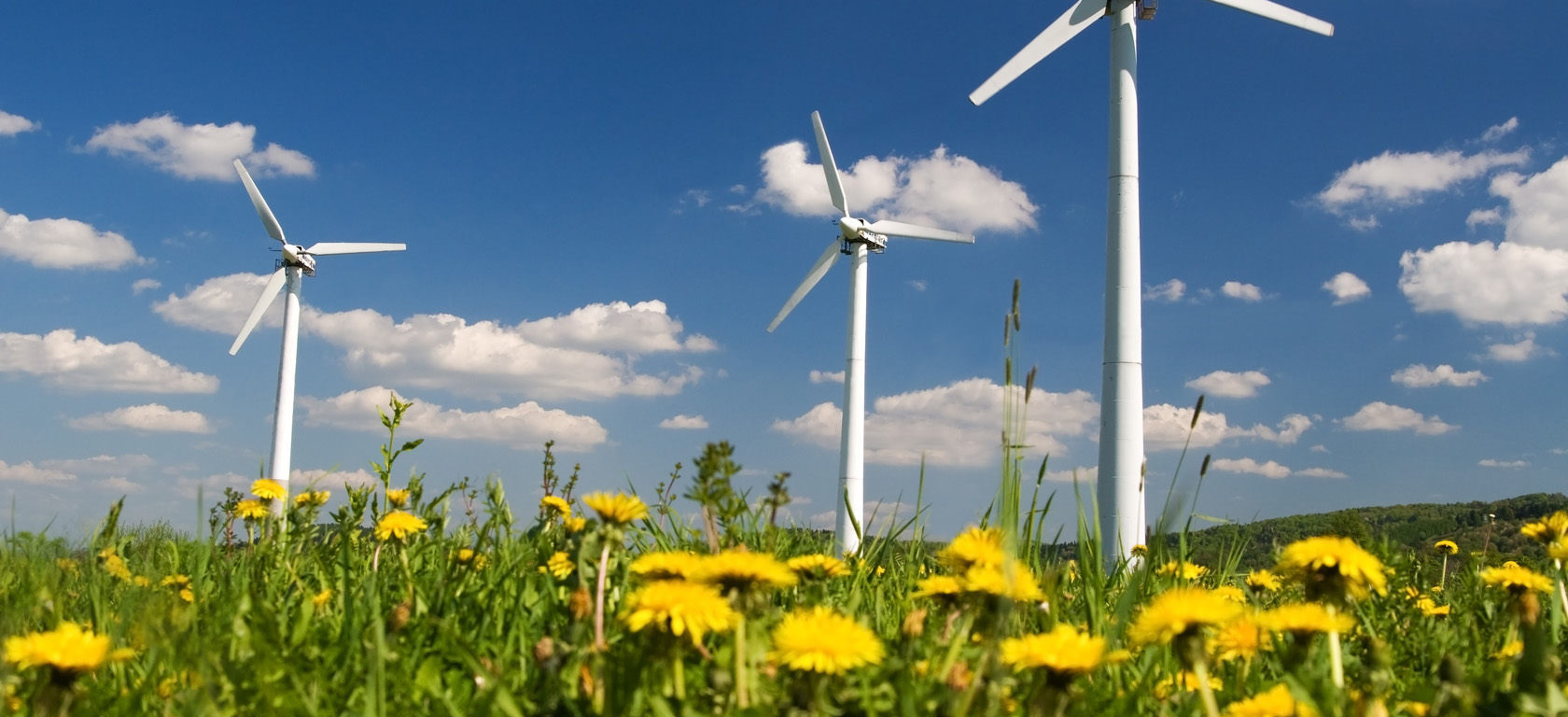 The Pest Detective Dorset - Removal of all Pests and Vermin | TPD Environmental Services