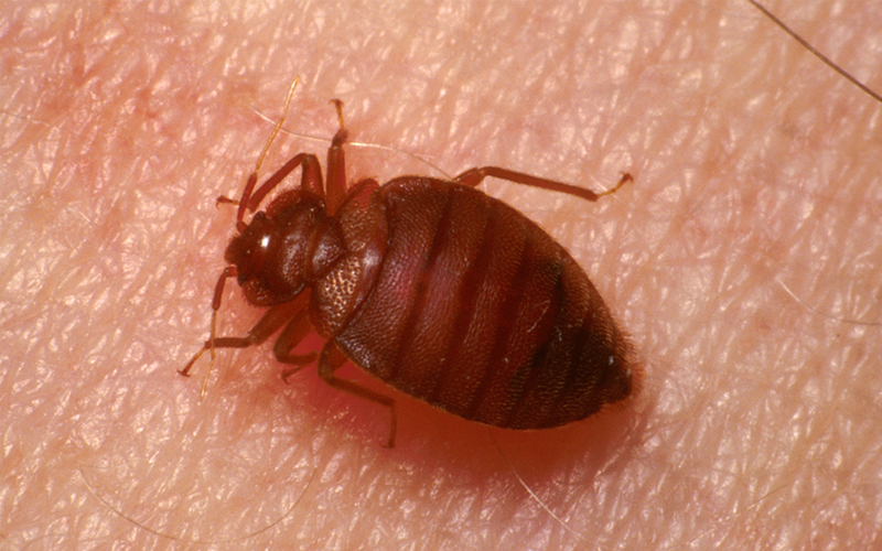 Pest Control Poole - Bed Bug Removal - Poole, Bournemouth, Dorset