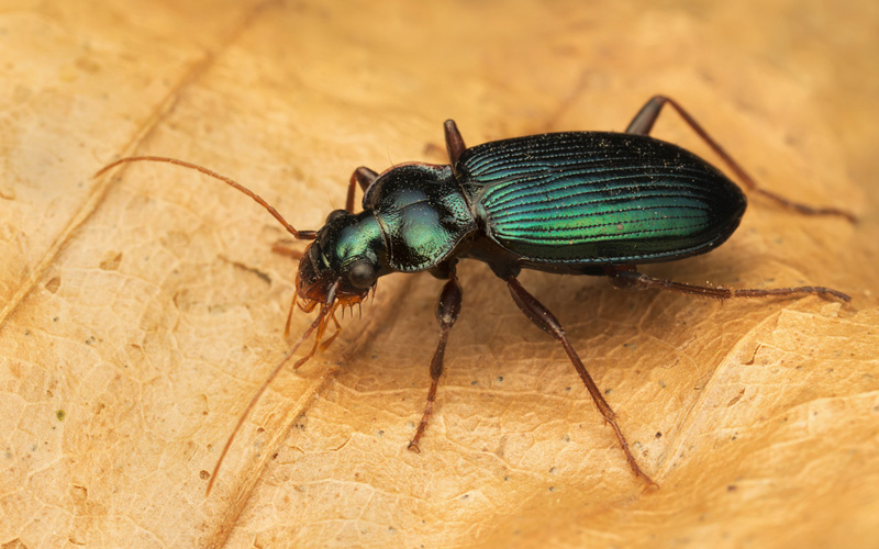 Pest Control Poole - Beetle Removal - Poole, Bournemouth, Dorset | TPD Environmental Services