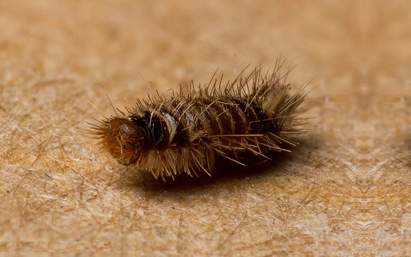 Pest Control Poole - Carpet Beetles Removal - Poole, Bournemouth, Dorset | TPD Environmental Services