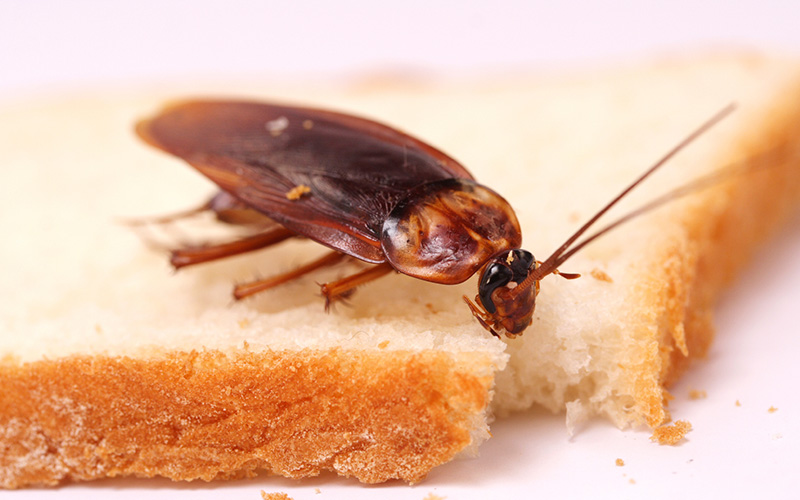 Pest Control Poole - Cockroach Removal - Poole, Bournemouth, Dorset | TPD Environmental Services