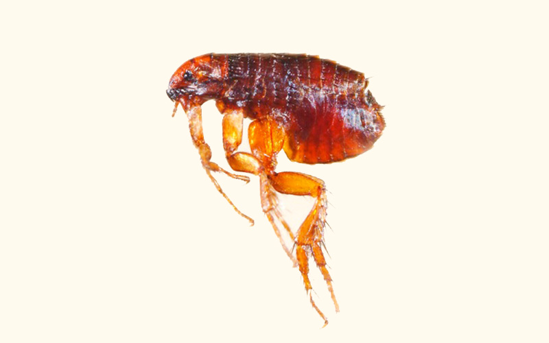 Pest Control Poole - Flea Removal - Poole, Bournemouth, Dorset | TPD Environmental Services