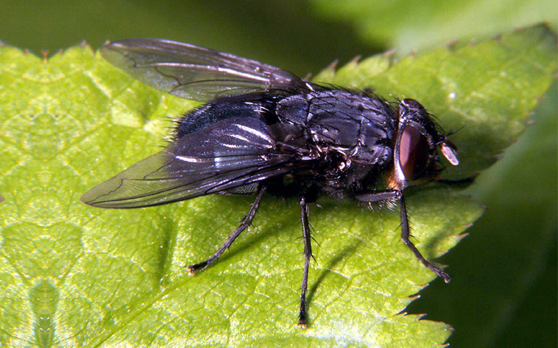 Pest Control Poole - Fly Removal - Poole, Bournemouth, Dorset | TPD Environmental Services