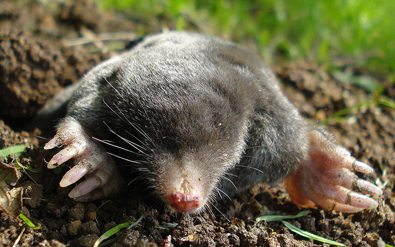 Pest Control Poole - Mole Removal - Poole, Bournemouth, Dorset | TPD Environmental Services