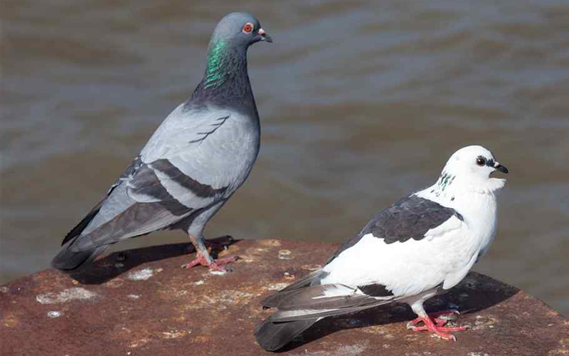 Pest Control Poole - Bird Removal - Poole, Bournemouth, Dorset | TPD Environmental Services