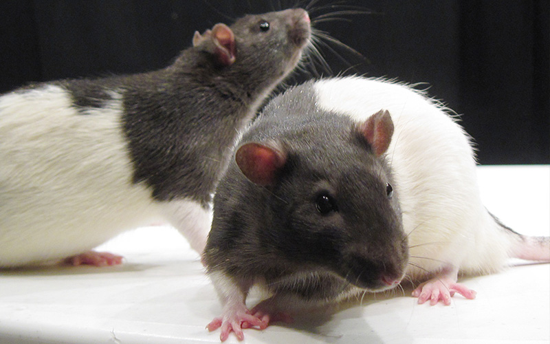 Pest Control Poole - Rats & Removal - Poole, Bournemouth, Dorset | TPD Environmental Services