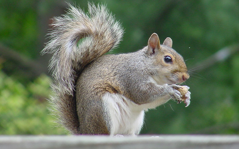 Pest Control Poole - Squirrel Removal - Poole, Bournemouth, Dorset