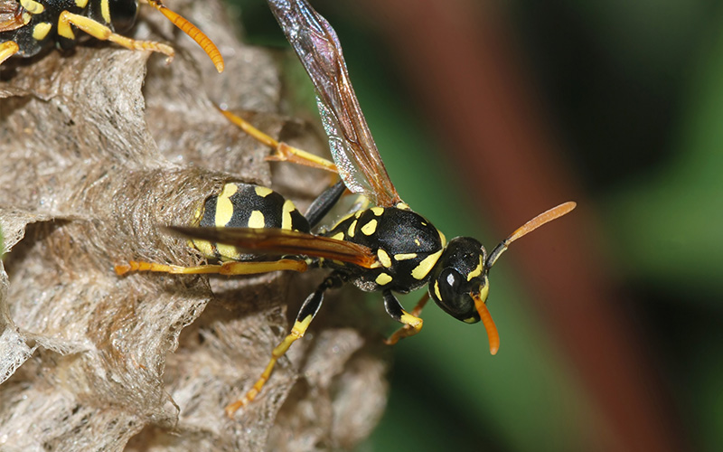 Pest Control Poole - Wasp Removal - Poole, Bournemouth, Dorset | TPD Environmental Services