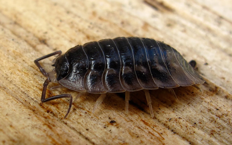 Pest Control Poole - Woodlice Removal - Poole, Bournemouth, Dorset | TPD Environmental Services