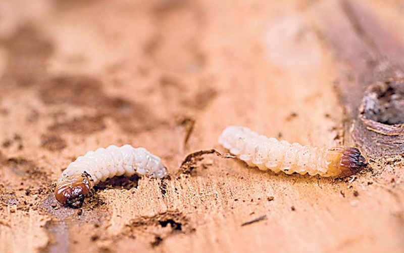 Pest Control Poole - Woodworm Removal - Poole, Bournemouth, Dorset | TPD Environmental Services